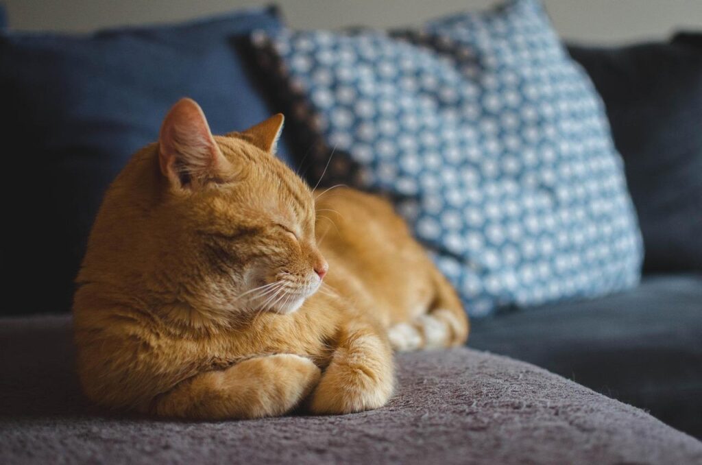 Selectie van leuke kattenspeeltjes inclusief interactieve speeltjes, puzzels en kattentunnels voor speelse katten